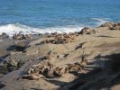 PICTURES/La Jolla Cove - Seals & Sea Lions/t_IMG_8748.JPG